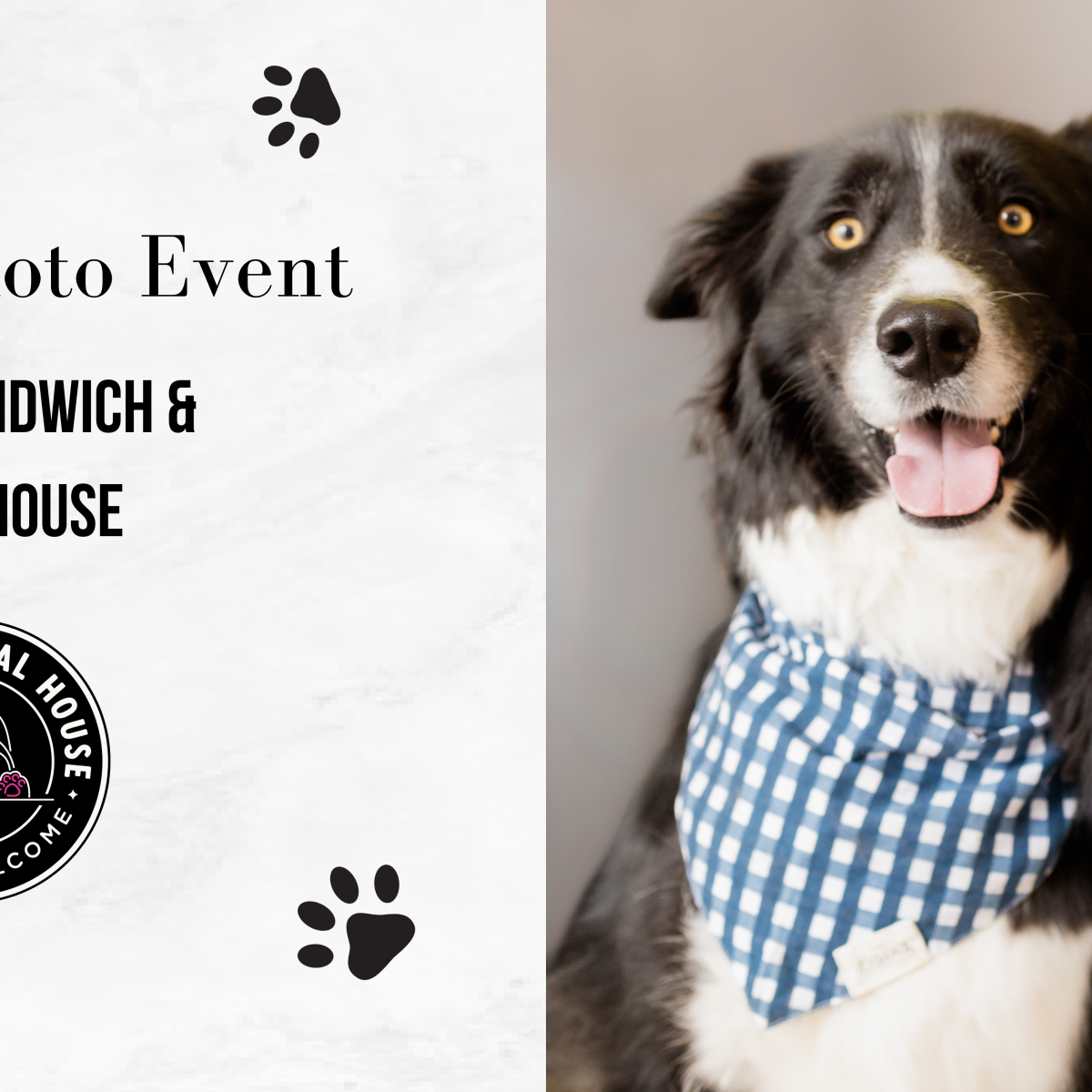 Candid Doggie Photos at Riley’s Sandwich & Social House